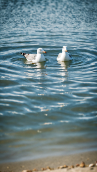 Two Birds Gliding Peacefully on Calm Water with Soft Ripples