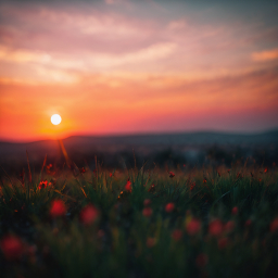 Serene Sunset Over a Vibrant Wildflower Field