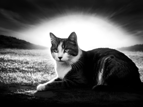 Serene Tabby Cat in Soft Sunrise Glow Amidst Lush Grass