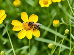 Bee Collecting Nectar from a Vibrant Yellow Flower in a Blooming Garden