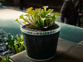 Urban Greenery: A Thriving Plant in a Modern Transparent Pot