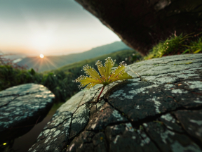 Delicate Dew-Kissed Plant Against a Serene Mountain Sunset Backdrop