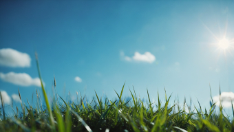 Tranquil Sunrise Over Lush Green Meadow with Soft Focus Foreground