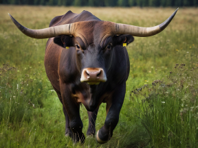 Majestic Long-Horned Cattle Grazing Peacefully in a Pasture