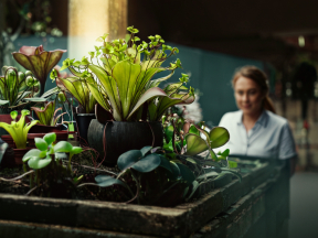 Woman Showcasing Diverse Ferns and Orchids at Indoor Plant Display Event
