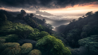 Surreal Forestscape: A Digitally Manipulated Vision of Nature