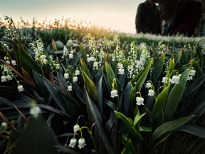 Sunlit Snowdrops: A Serene Spring Meadow at Dawn