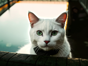 Curious Cat Gazes Intently Indoors with Sunlit Balcony View