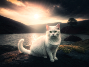 Tranquil Dawn: A Majestic Maine Coon by the Lakeside