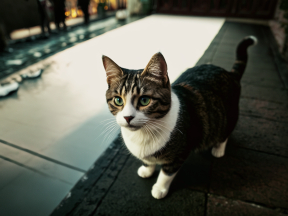 Green-Eyed Cat with Calico Stripes on Brick Patio Captured in Motion Blur