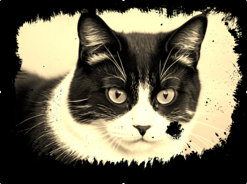 Immagine di un gatto retro'