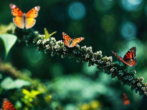 Graceful Butterflies Resting on Lush Green Foliage in a Soft-Focused Natural Setting
